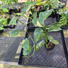 Load image into Gallery viewer, Monstera Lechleriana , Exact Plant Variegated Ships Nationwide
