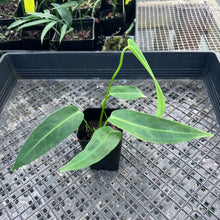 Load image into Gallery viewer, Anthurium Cirinoi, Exact Plant Ships Nationwide
