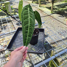 Load image into Gallery viewer, Anthurium Warocqueanum, Queen, Exact Plant
