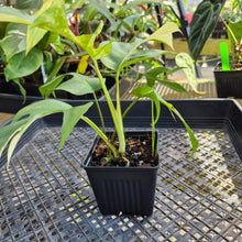 Load image into Gallery viewer, Rhaphidophora Tetrasperma Albo, Exact Plant Variegated Ships Nationwide
