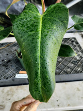 Load image into Gallery viewer, Philodendron Sagittifolium, Tuxtlanum Rubra, Exact Plant Ships Nationwide
