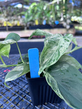 Load image into Gallery viewer, Philodendron Hederaceum, Heart Leaf, Variegated multi pot Ships Nationwide
