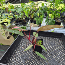 Load image into Gallery viewer, Philodendron Pink Princess Variegated exact plant, Fedex 2day*
