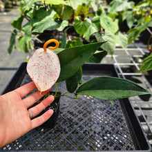 Load image into Gallery viewer, Anthurium Sherzerianum &quot;Pig Tail&quot;, Exact Plant Speckled Ships Nationwide
