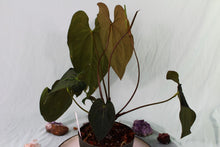 Load image into Gallery viewer, Sport-Variegated Anthurium Papillilaminum x Ace of Spades, Exact Plant
