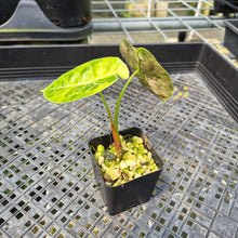 Load image into Gallery viewer, Alocasia Watsoniana Albo Pink variegated exact plant, Fedex 2day*

