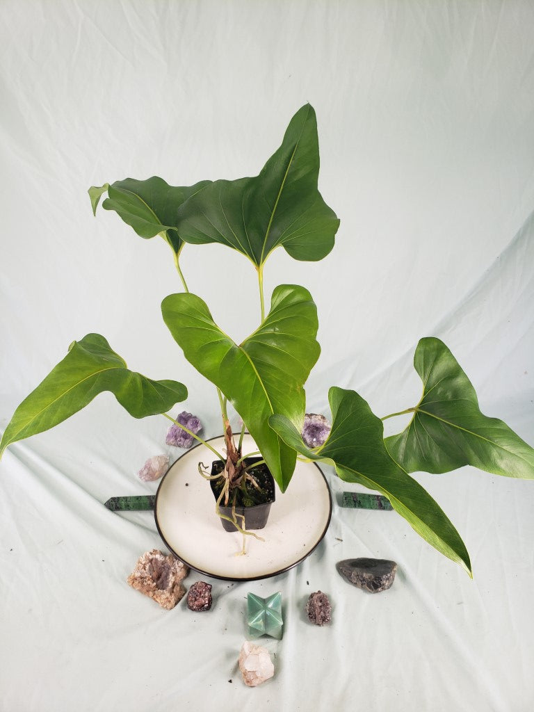 Brownii, Exact Plant, Anthurium