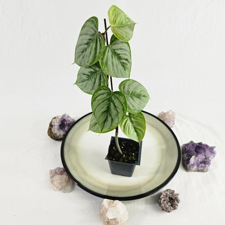 Philodendron Sodiroi True Form, Exact Plant