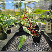 Load image into Gallery viewer, Philodendron Strawberry Shake, Exact Plant Variegated Ships Nationwide
