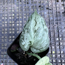 Load image into Gallery viewer, Scindapsus Peasun, Exact Plant Variegated Ships Nationwide
