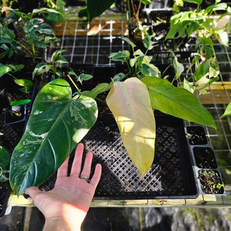 Philodendron Whipple Way, Exact Plant Variegated Ships Nationwide