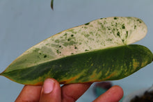 Load image into Gallery viewer, Variegated Philodendron Ilsemanii Exact Plant Ships nationwide
