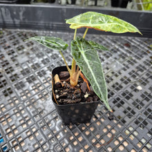 Load image into Gallery viewer, Alocasia polly aurea variegated, Exact Plant Ships Nationwide.
