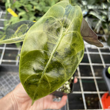Load image into Gallery viewer, Alocasia Sedenii Aurea Variegated exact plant, Fedex 2day*
