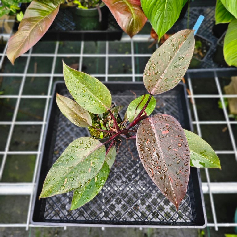 Philodendron Orange Princess, Exact Plant Variegated