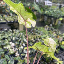 Load image into Gallery viewer, Alocasia Jacklyn Aurea variegated 2.5" pot, Fedex 2day*
