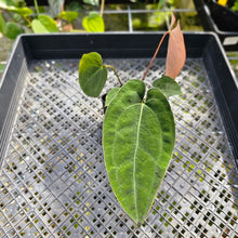 Load image into Gallery viewer, Anthurium Ace Of Spades X Papillilaminum, Exact Plant
