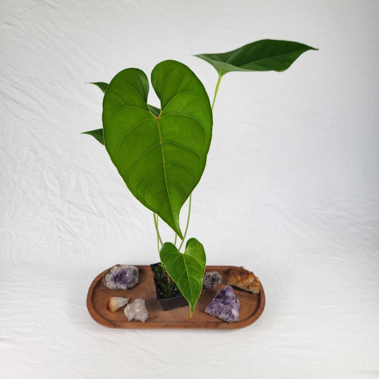 Anthurium Decipiens, Exact Plant
