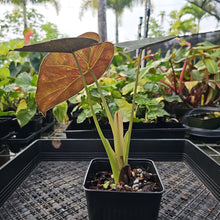 Load image into Gallery viewer, Alocasia Wentii, Exact Plant Variegated Ships Nationwide
