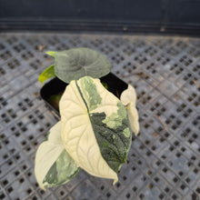 Load image into Gallery viewer, Alocasia Melo Albo variegated exact plant, Fedex 2day*
