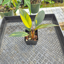 Load image into Gallery viewer, Philodendron Red Congo, Exact Plant Variegated Ships Nationwide
