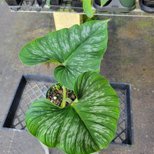 Load image into Gallery viewer, Philodendron Plowmanii, Exact Plant Ships Nationwide
