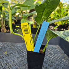 Load image into Gallery viewer, Rhaphidophora Puberula, Exact Plant Variegated Ships Nationwide
