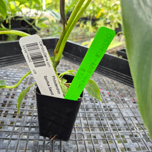Load image into Gallery viewer, Philodendron Spiritus Sancti, Exact Plant Ships Nationwide

