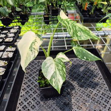 Load image into Gallery viewer, Monstera Borsigiana Albo Deliciosa Variegated exact plant, Fedex 2day*
