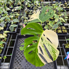Load image into Gallery viewer, Monstera Borsigiana Albo Deliciosa Variegated exact plant, Fedex 2day*

