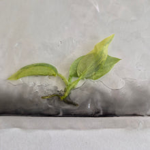 Load image into Gallery viewer, Philodendron Hastatum Silver Sword Variegated tissue culture Fedex 2day
