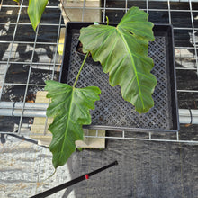 Load image into Gallery viewer, Philodendron Corsinianum, Exact Plant Ships Nationwide
