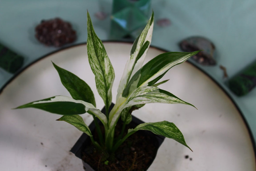 Variegated Spathyphyllum Jessica Exact Plant