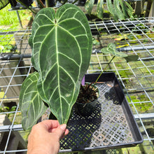 Load image into Gallery viewer, Anthurium Magnificum X Crystalinum AFF noid, exact plant, Fedex 2day*
