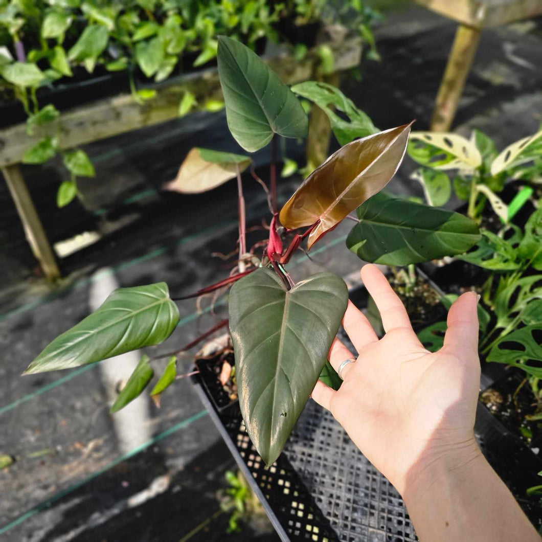 Philodendron Dark Lord, Exact Plant Ships Nationwide