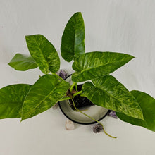 Load image into Gallery viewer, Philodendron Giganteum, Exact Plant Variegated
