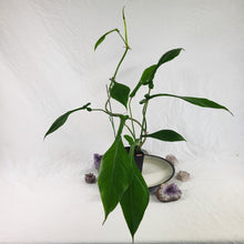 Load image into Gallery viewer, Philodendron Joepii, Exact Plant Ships Nationwide
