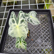 Load image into Gallery viewer, Alocasia Venom exact plant, Fedex 2day*
