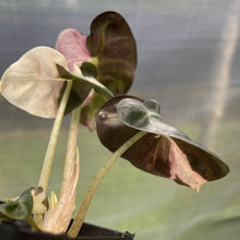 Load image into Gallery viewer, Alocasia Heart Balloon pink variegated exact plant, Fedex 2day*
