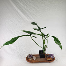 Load image into Gallery viewer, Philodendron Joepii 4" pot, Fedex 2day*
