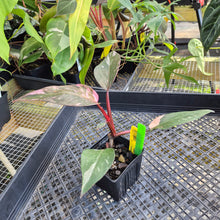 Load image into Gallery viewer, Philodendron Pink Princess Galaxy, Exact Plant Variegated Ships Nationwide
