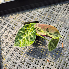 Load image into Gallery viewer, Alocasia Watsoniana Albo Pink variegated exact plant, Fedex 2day*
