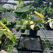 Load image into Gallery viewer, Anthurium Decipiens, Exact Plant
