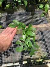 Load image into Gallery viewer, Rhaphidophora Tetrasperma Monstera Ginny, 2&#39;&#39; pot, ships nationwide
