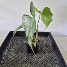 Load image into Gallery viewer, Anthurium Macrolobium exact plant, Fedex 2day*
