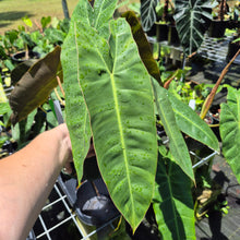 Load image into Gallery viewer, Philodendron Maximum 4" pot, Fedex 2day*
