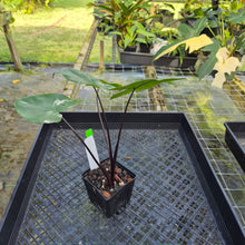 Load image into Gallery viewer, Alocasia Macrorhizza Black Stem, Exact Plant Variegated
