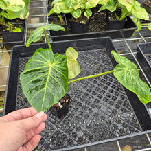 Load image into Gallery viewer, Philodendron Verrucosum Melon, Exact Plant Ships Nationwide
