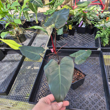 Load image into Gallery viewer, Philodendron Dark Lord, Exact Plant Ships Nationwide
