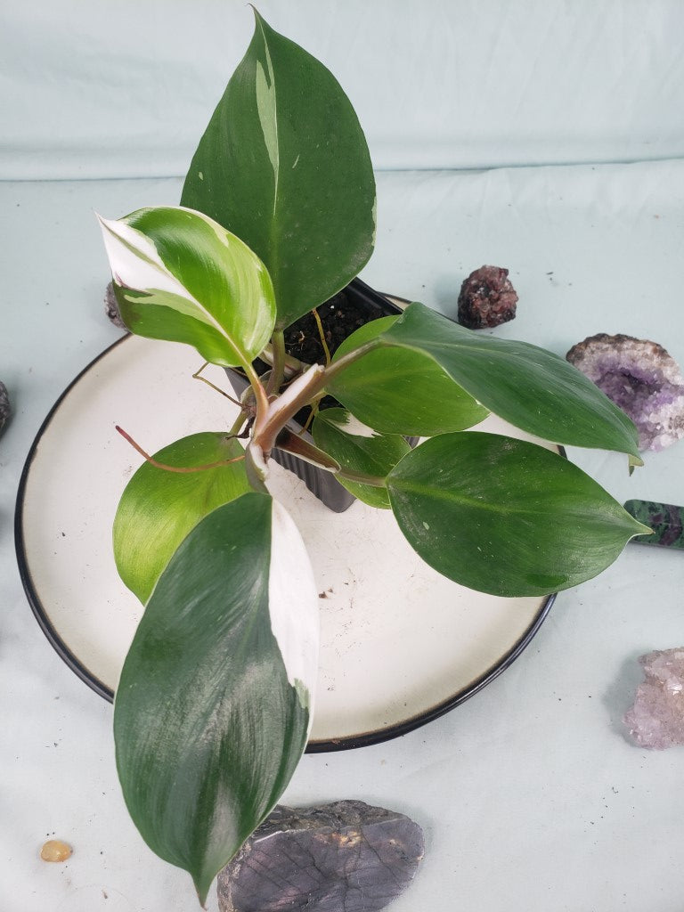White Knight, exact plant, variegated Philodendron, ships nationwide